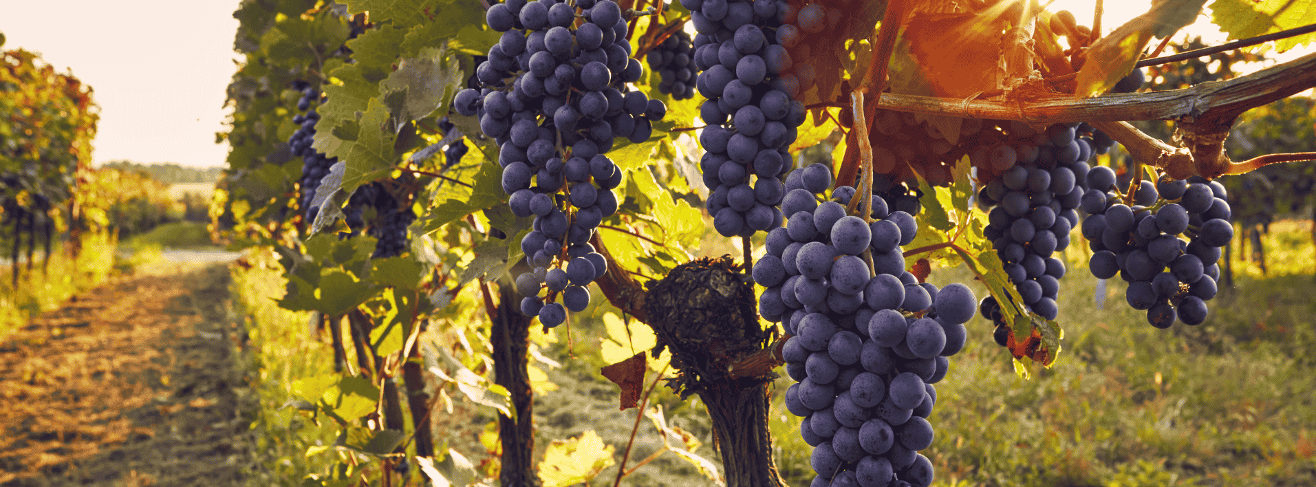 vignoble