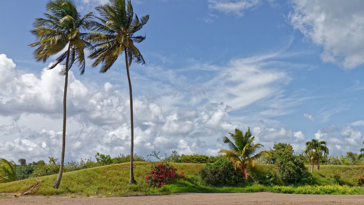 Scène de marché, jardin ou paysage tropical dans les Outre-mer